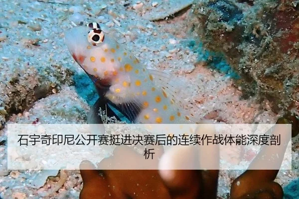 石宇奇印尼公开赛挺进决赛后的连续作战体能深度剖析