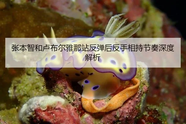 张本智和卢布尔雅那站反弹后反手相持节奏深度解析